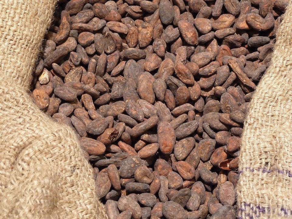 Fèves de Cacao